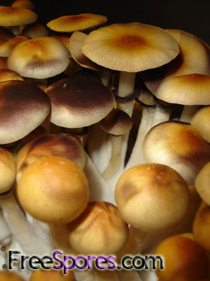 Psilocybe cubensis : Brazilian Spore Syringe