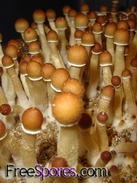 Psilocybe cubensis : Brazilian Spore Syringe - Click Image to Close