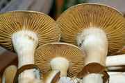 Psilocybe cubensis : Columbian Rust Spore Spore Syringe