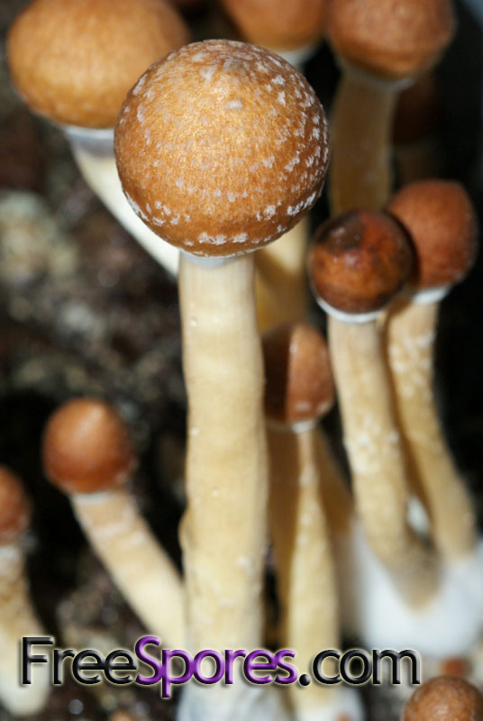 Psilocybe cubensis : Costa Rica Spore Syringe