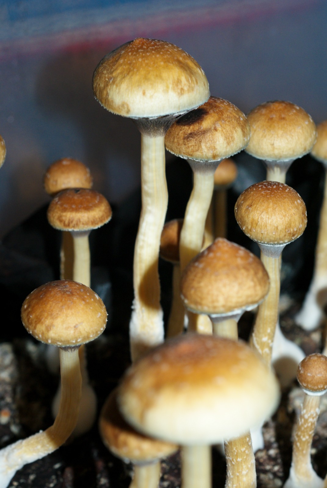 Psilocybe cubensis : Costa Rica Spore Syringe - Click Image to Close