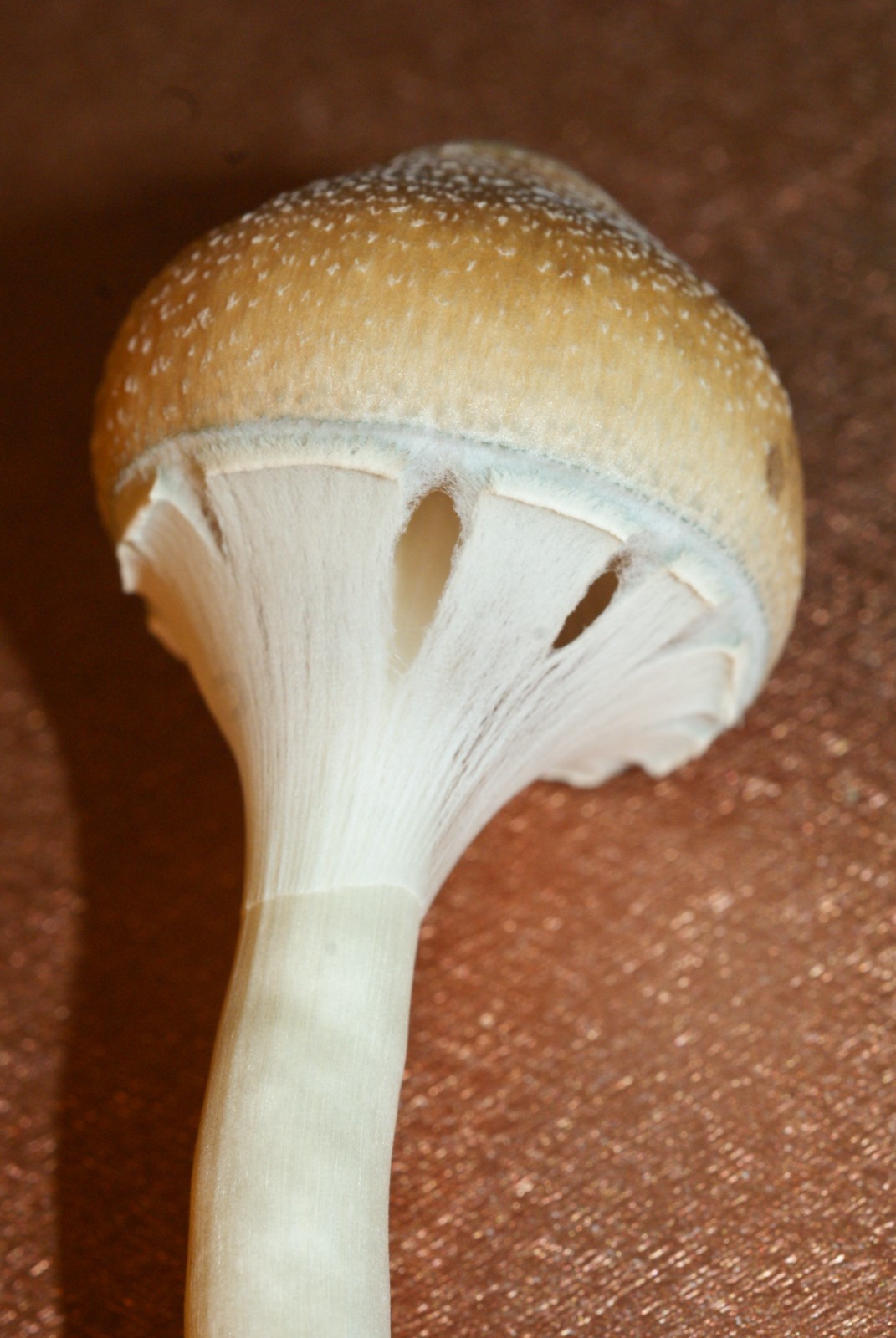 Psilocybe cubensis : Costa Rica Spore Syringe