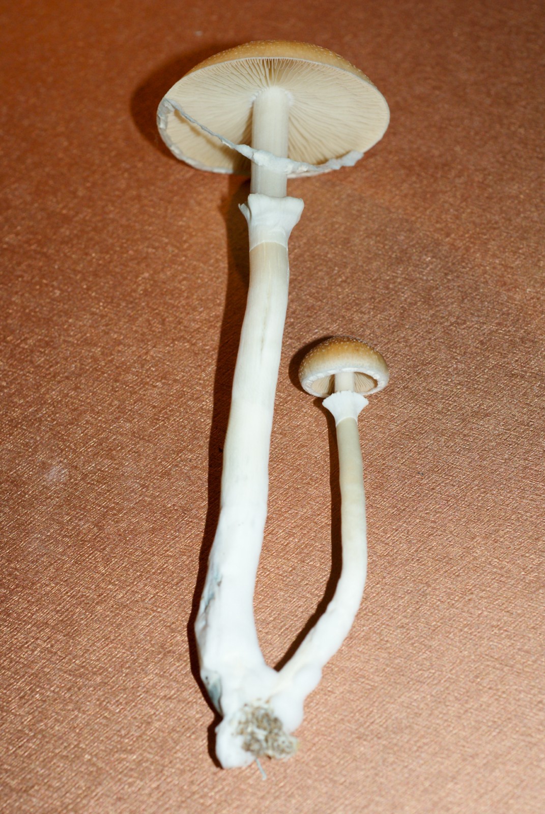 Psilocybe cubensis : Costa Rica Spore Syringe