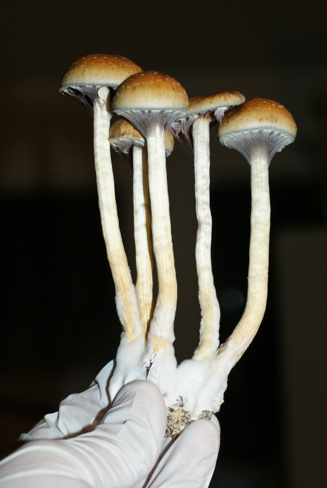 Psilocybe cubensis : Costa Rica Spore Syringe