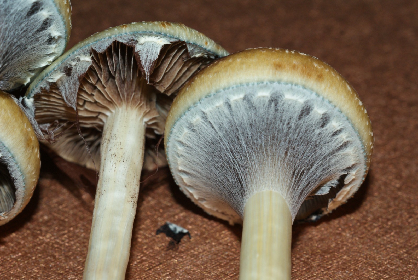 Psilocybe cubensis : Costa Rica Spore Syringe - Click Image to Close