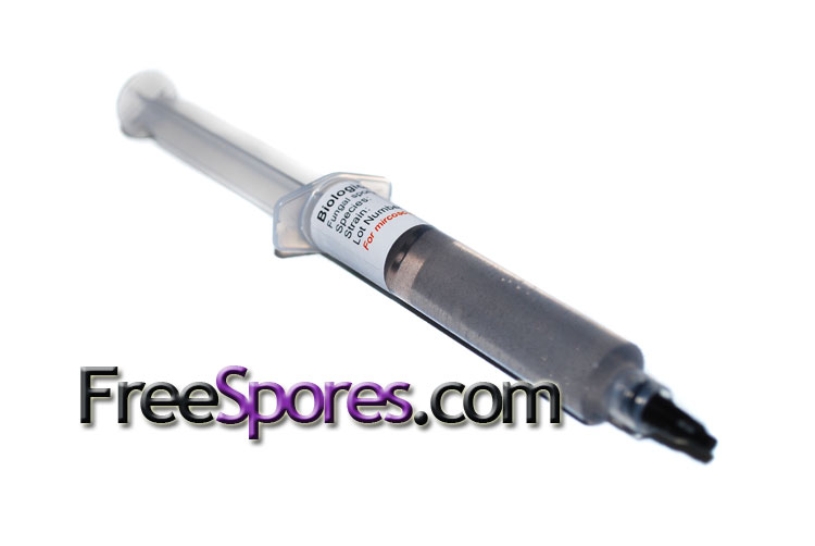 Psilocybe cubensis : Penis Envy Spore Syringe - Click Image to Close