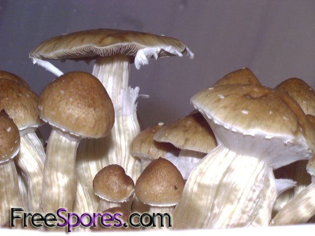 Psilocybe cubensis : F+ (Florida White) Spore Syringe - Click Image to Close