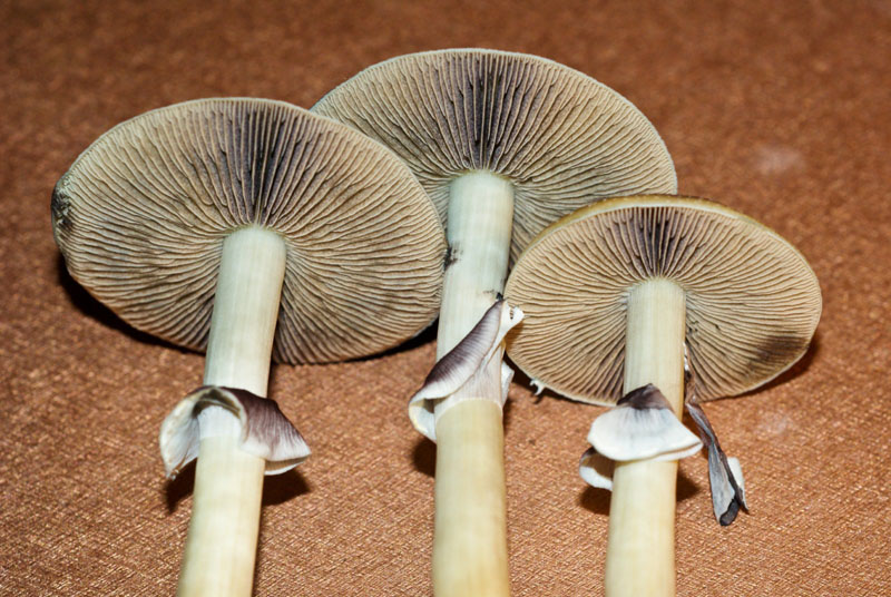 Psilocybe cubensis : Mazatapec Spore Syringe