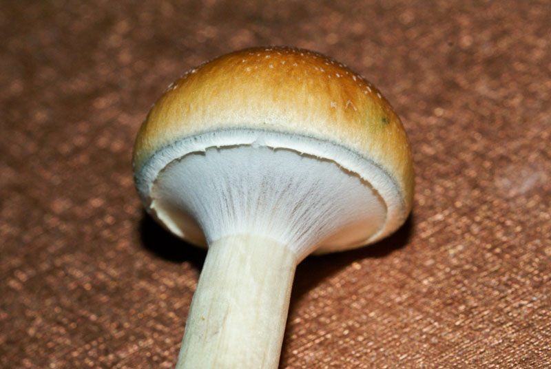 Psilocybe cubensis : Mazatapec Spore Syringe