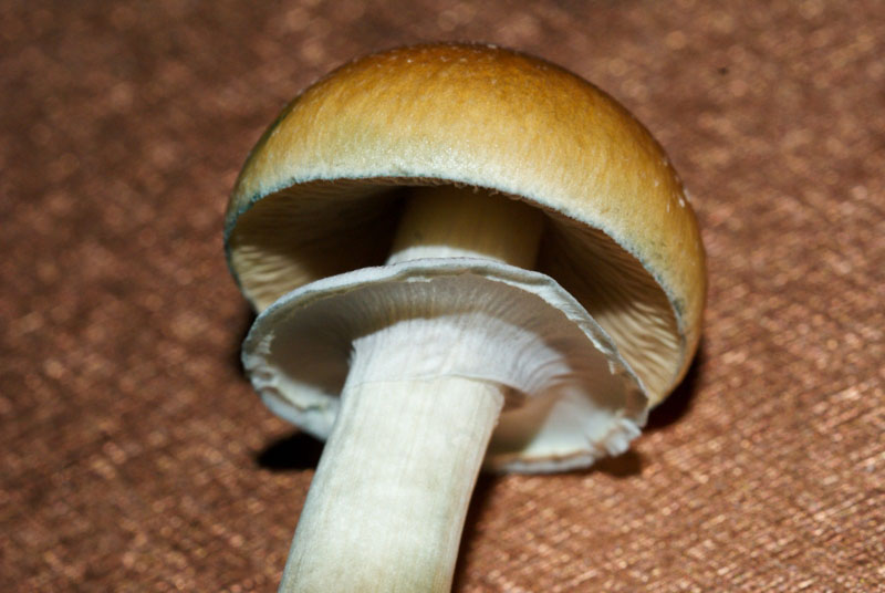 Psilocybe cubensis : Mazatapec Spore Syringe - Click Image to Close