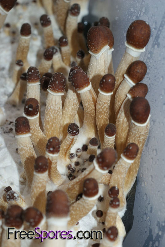 Psilocybe cubensis : Penis Envy 6 Spore Syringe