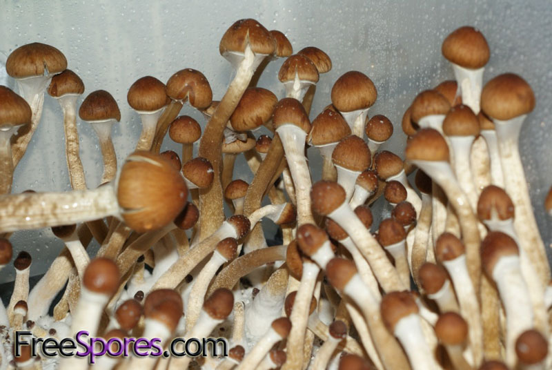 Psilocybe cubensis : Penis Envy 6 Spore Syringe - Click Image to Close