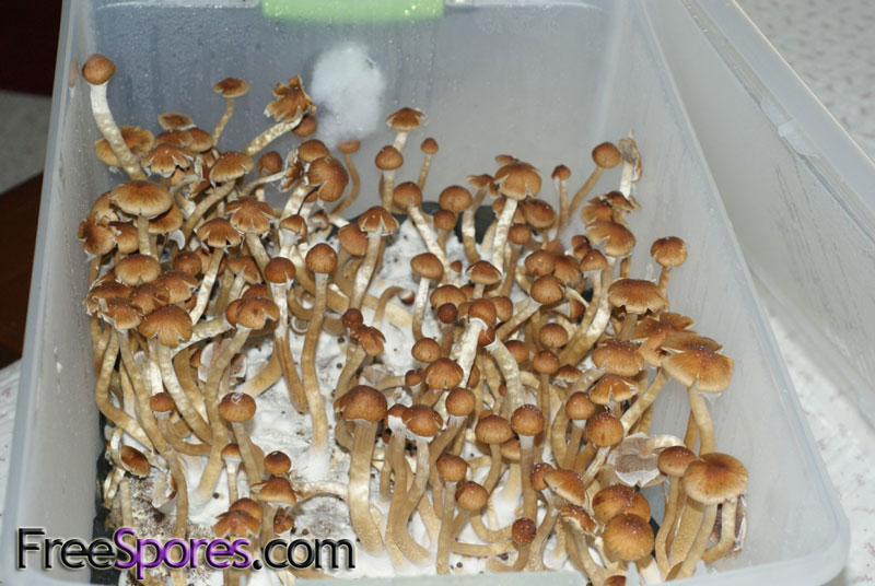 Psilocybe cubensis : Penis Envy 6 Spore Syringe