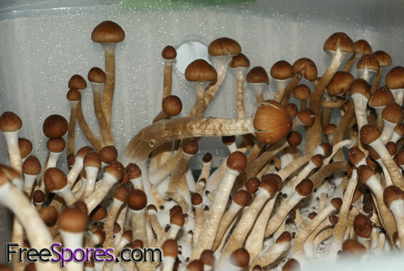 Psilocybe cubensis : Penis Envy 6 Spore Syringe - Click Image to Close