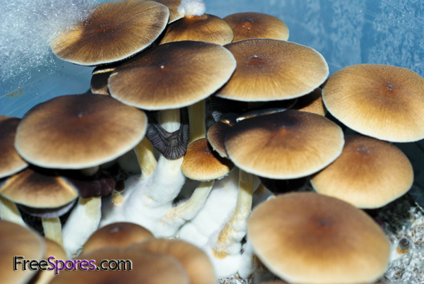 Psilocybe cubensis : PES Hawaiian Spore Syringe - Click Image to Close