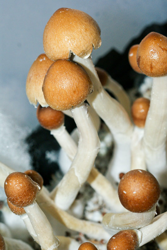 Psilocybe cubensis : Puerto Rican Spore Syringe