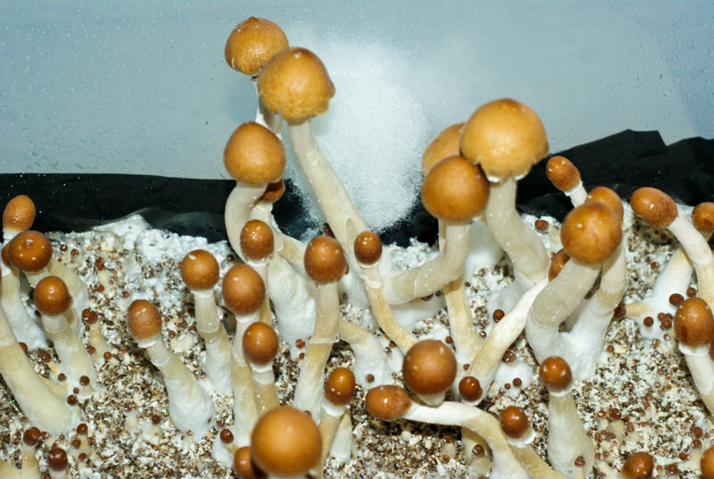 Psilocybe cubensis : Puerto Rican Spore Syringe