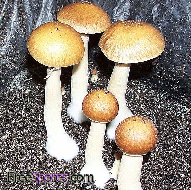 Psilocybe cubensis : South American Spore Syringe