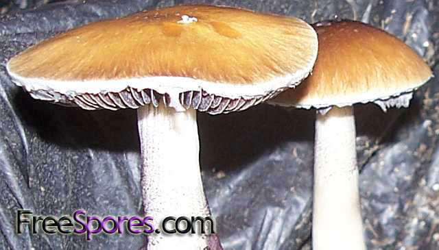 Psilocybe cubensis : South American Spore Syringe - Click Image to Close