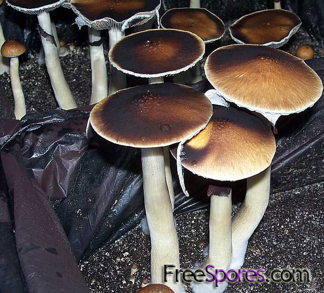 Psilocybe cubensis : South American Spore Syringe - Click Image to Close