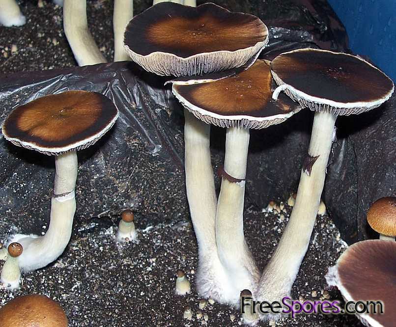 Psilocybe cubensis : South American Spore Syringe - Click Image to Close