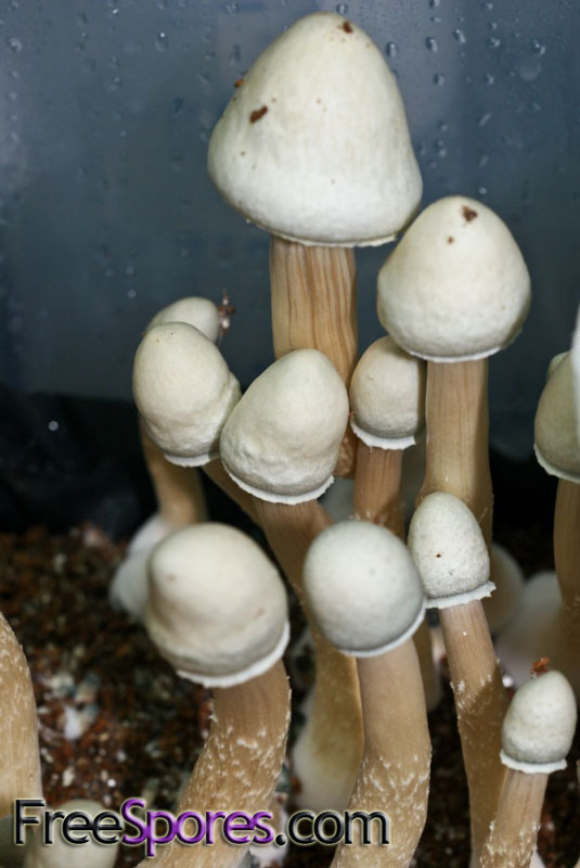 Psilocybe cubensis : Albino A+ Spore Syringe - Click Image to Close