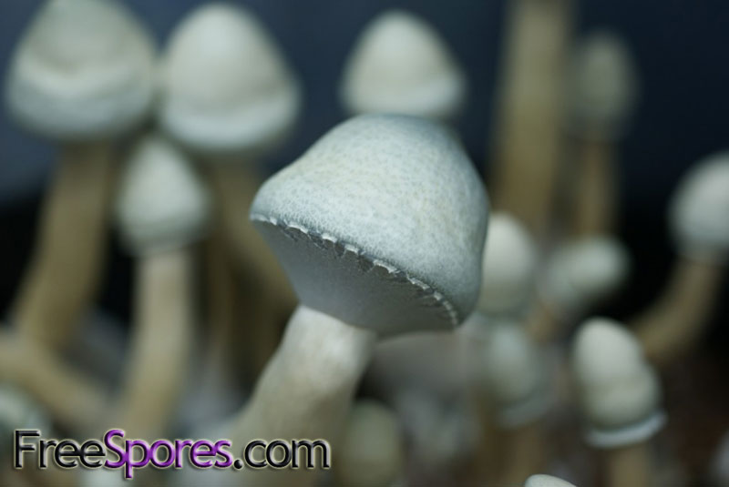 Psilocybe cubensis : Albino A+ Spore Syringe