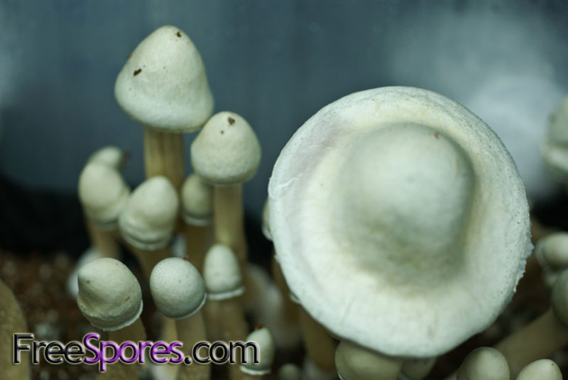 Psilocybe cubensis : Albino A+ Spore Syringe