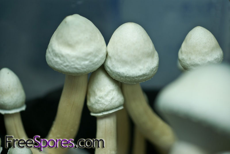 Psilocybe cubensis : Albino A+ Spore Syringe - Click Image to Close