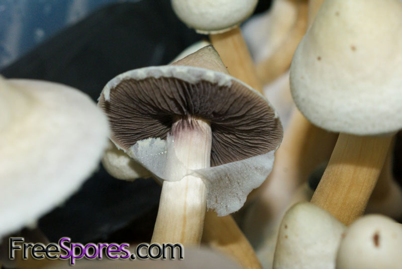 Psilocybe cubensis : Albino A+ Spore Syringe - Click Image to Close