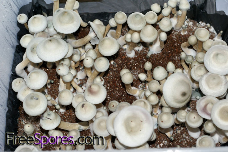 Psilocybe cubensis : Albino A+ Spore Syringe - Click Image to Close