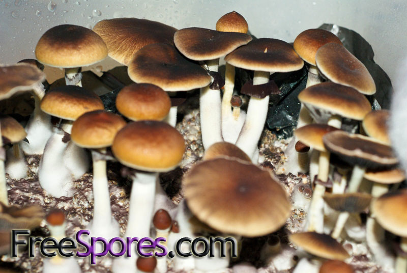 Psilocybe cubensis : Argentina Spore Syringe