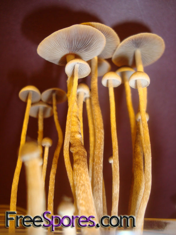 Psilocybe galindoi (galindii) var. Georgia : Truffle King(TM) - Click Image to Close