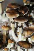 Psilocybe cubensis : Australia Spore Syringe - Click Image to Close