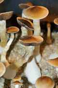 Psilocybe cubensis : Ban Hua Thanon Spore Syringe