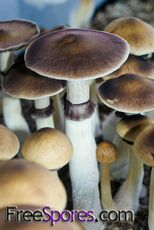 Psilocybe cubensis : B+ Spore Syringe - Click Image to Close