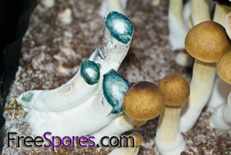 Psilocybe cubensis : B+ Spore Syringe - Click Image to Close