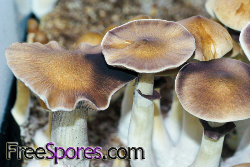 Psilocybe cubensis : B+ Spore Syringe - Click Image to Close