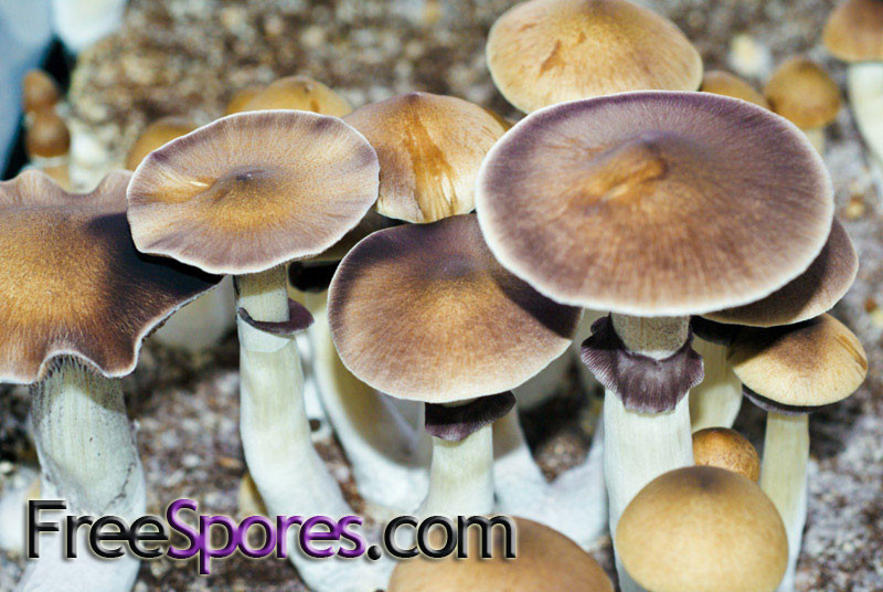 Psilocybe cubensis : B+ Spore Syringe - Click Image to Close