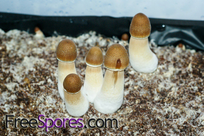 Psilocybe cubensis : B+ Spore Syringe