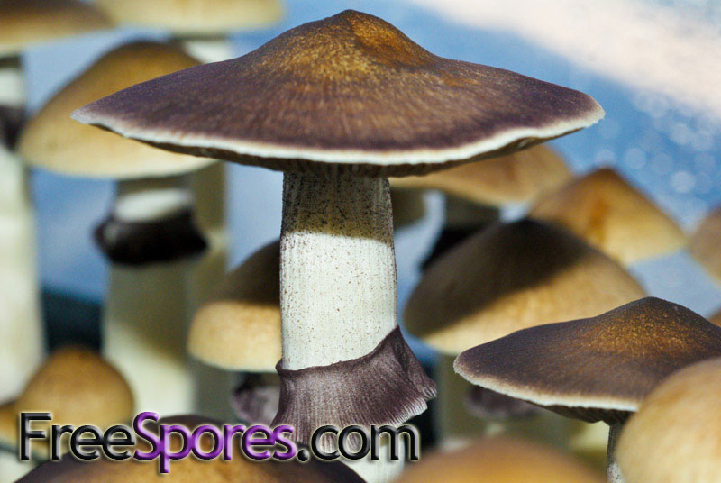 Psilocybe cubensis : B+ Spore Syringe