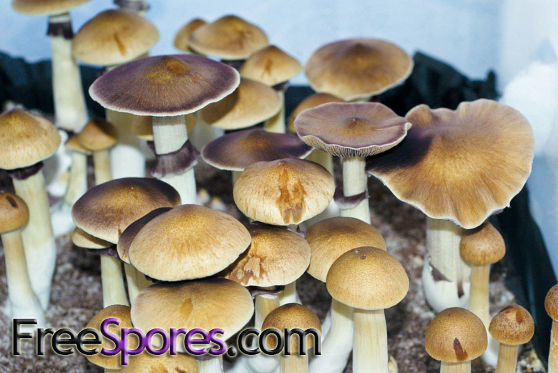 Psilocybe cubensis : B+ Spore Syringe