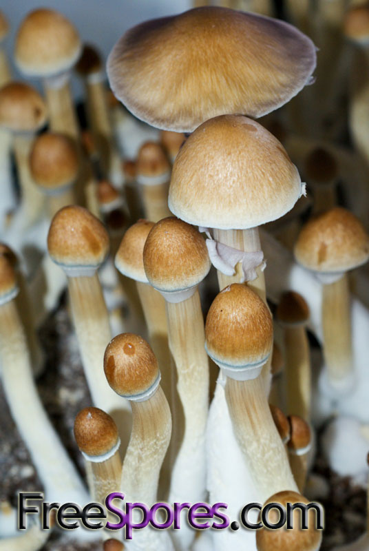 Psilocybe cubensis : Burma Spore Syringe