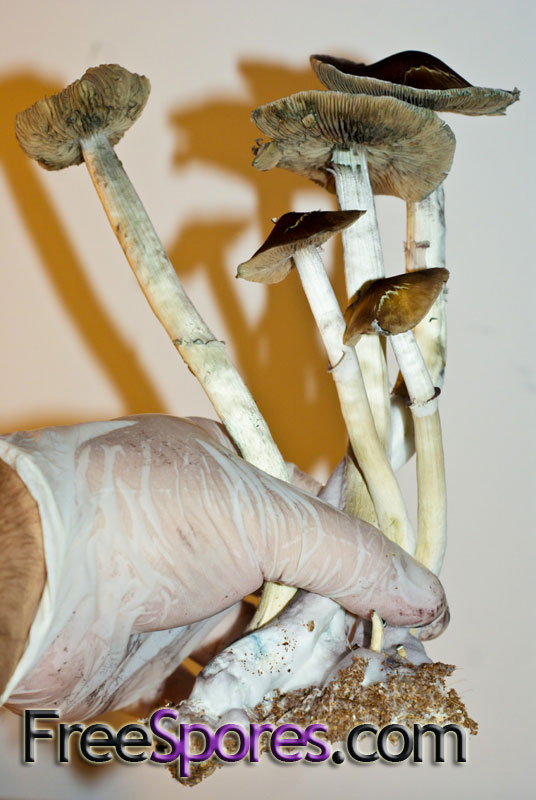 Psilocybe cubensis : Burma Spore Syringe - Click Image to Close