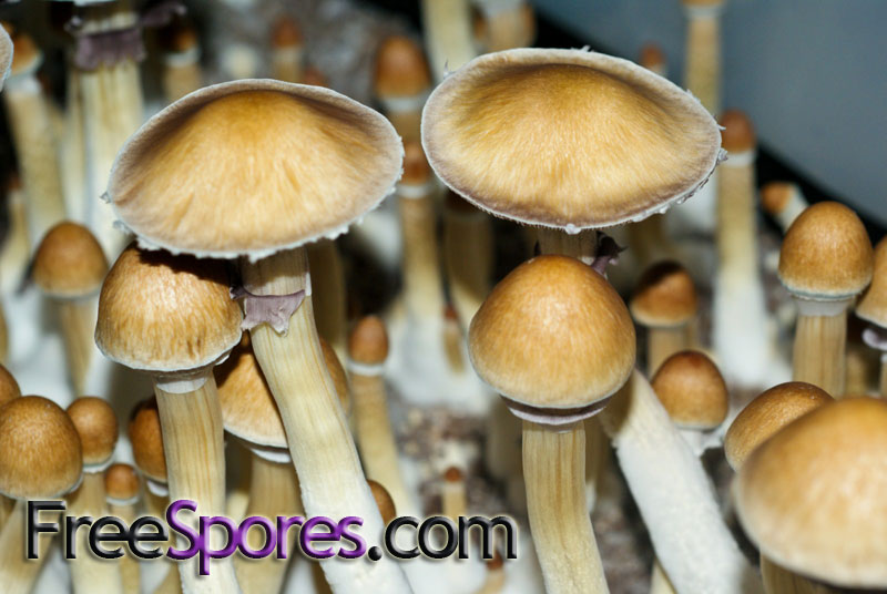 Psilocybe cubensis : Burma Spore Syringe