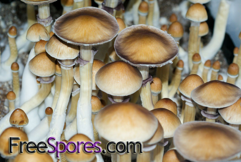 Psilocybe cubensis : Burma Spore Syringe