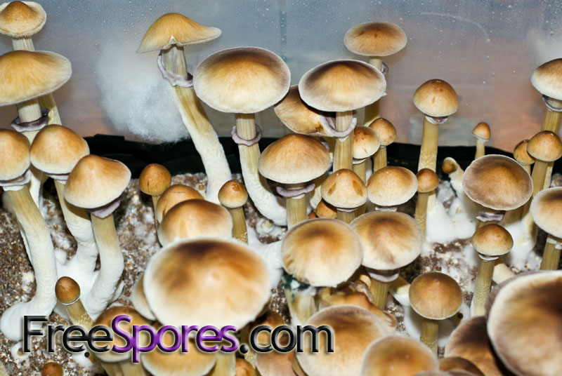 Psilocybe cubensis : Burma Spore Syringe