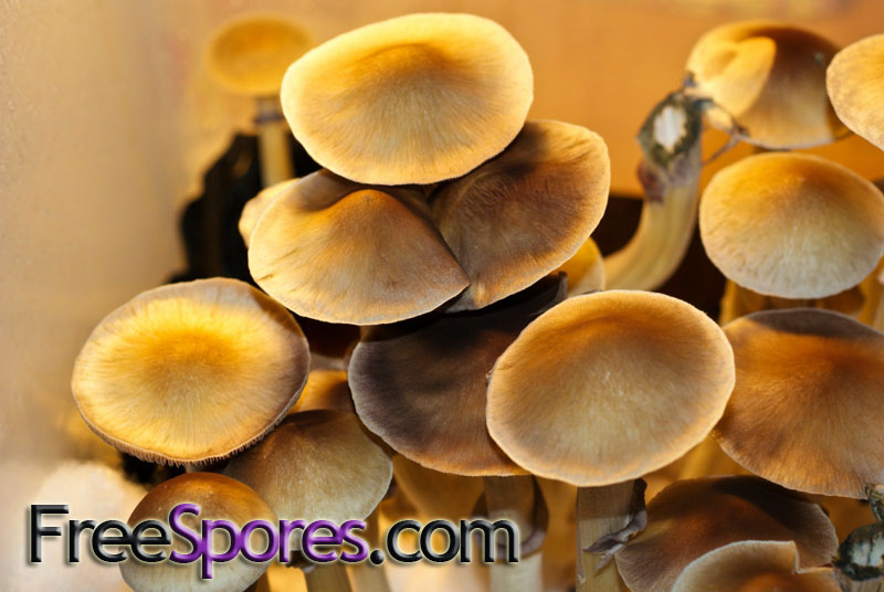 Psilocybe cubensis : Burma Spore Syringe