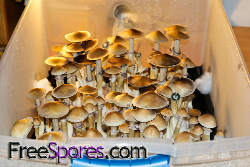 Psilocybe cubensis : Burma Spore Syringe - Click Image to Close