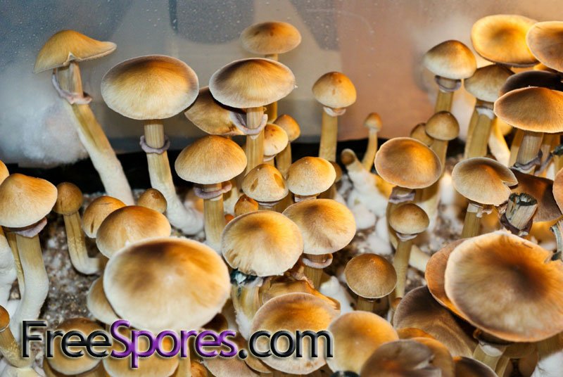 Psilocybe cubensis : Burma Spore Syringe - Click Image to Close